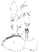 Espce Oncaea compacta - Planche 3 de figures morphologiques