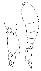 Espce Oncaea parila - Planche 5 de figures morphologiques