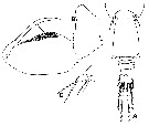 Espce Oncaea parila - Planche 6 de figures morphologiques