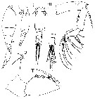 Espce Oncaea pumilis - Planche 2 de figures morphologiques