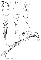 Espce Oncaea delicata - Planche 1 de figures morphologiques