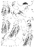 Espce Oncaea delicata - Planche 2 de figures morphologiques