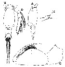 Espce Oncaea delicata - Planche 3 de figures morphologiques