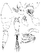 Species Epicalymma vervoorti - Plate 1 of morphological figures