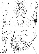 Espce Urocopia singularis - Planche 4 de figures morphologiques