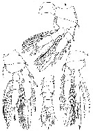 Espce Urocopia singularis - Planche 5 de figures morphologiques