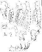 Espce Clausocalanus laticeps - Planche 13 de figures morphologiques