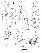 Species Clausocalanus brevipes - Plate 16 of morphological figures