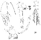 Espce Clausocalanus brevipes - Planche 17 de figures morphologiques