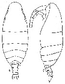 Espce Mimocalanus cultrifer - Planche 8 de figures morphologiques