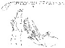 Espce Mimocalanus cultrifer - Planche 9 de figures morphologiques