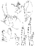 Espce Monacilla typica - Planche 11 de figures morphologiques