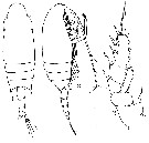 Species Chiridius gracilis - Plate 11 of morphological figures