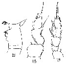 Espce Paraeuchaeta bisinuata - Planche 8 de figures morphologiques