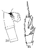 Espce Paraeuchaeta gracilis - Planche 5 de figures morphologiques