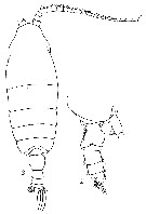 Espce Pseudochirella obtusa - Planche 17 de figures morphologiques