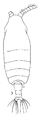 Espce Pseudochirella pustulifera - Planche 7 de figures morphologiques