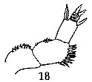 Espce Xanthocalanus pinguis - Planche 7 de figures morphologiques