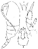 Espce Undinella simplex - Planche 4 de figures morphologiques