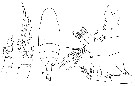 Espce Amallothrix gracilis - Planche 6 de figures morphologiques