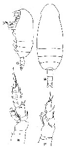 Espce Amallothrix valida - Planche 8 de figures morphologiques