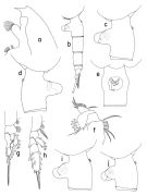 Espce Euchaeta tenuis - Planche 1 de figures morphologiques
