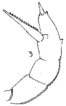 Species Amallothrix robusta - Plate 1 of morphological figures