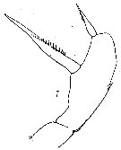 Espce Amallothrix valida - Planche 9 de figures morphologiques