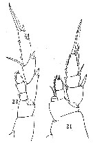 Espce Lucicutia longiserrata - Planche 5 de figures morphologiques