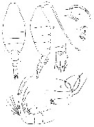 Espce Paraheterorhabdus (Paraheterorhabdus) robustus - Planche 9 de figures morphologiques