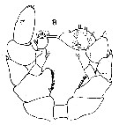 Espce Paraheterorhabdus (Paraheterorhabdus) robustus - Planche 10 de figures morphologiques