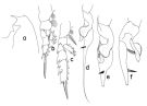 Species Euchaeta tenuis - Plate 2 of morphological figures