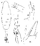 Espce Augaptilus anceps - Planche 3 de figures morphologiques