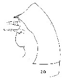 Espce Centraugaptilus horridus - Planche 9 de figures morphologiques