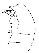 Espce Centraugaptilus rattrayi - Planche 7 de figures morphologiques