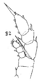 Espce Haloptilus tenuis - Planche 4 de figures morphologiques