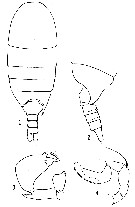 Espce Nullosetigera impar - Planche 7 de figures morphologiques