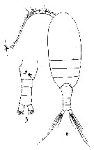Espce Nullosetigera helgae - Planche 13 de figures morphologiques