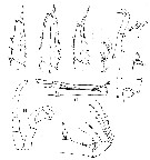 Espce Candacia tenuimana - Planche 6 de figures morphologiques