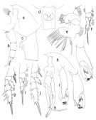 Espce Paraeuchaeta copleyae - Planche 1 de figures morphologiques