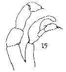 Espce Candacia elongata - Planche 5 de figures morphologiques