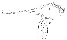 Espce Temorites elongata - Planche 10 de figures morphologiques