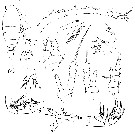 Espce Oithona parvula - Planche 3 de figures morphologiques