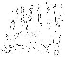 Espce Oncaea obscura - Planche 1 de figures morphologiques