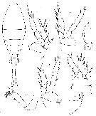 Espce Homeognathia brevis - Planche 6 de figures morphologiques