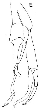 Espce Scaphocalanus major - Planche 5 de figures morphologiques