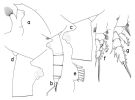 Espce Paraeuchaeta paraprudens - Planche 1 de figures morphologiques