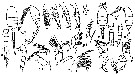 Espce Paradisco gracilis - Planche 1 de figures morphologiques