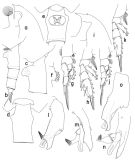 Species Paraeuchaeta rubra - Plate 2 of morphological figures