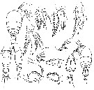 Espce Oncaea latimana - Planche 1 de figures morphologiques